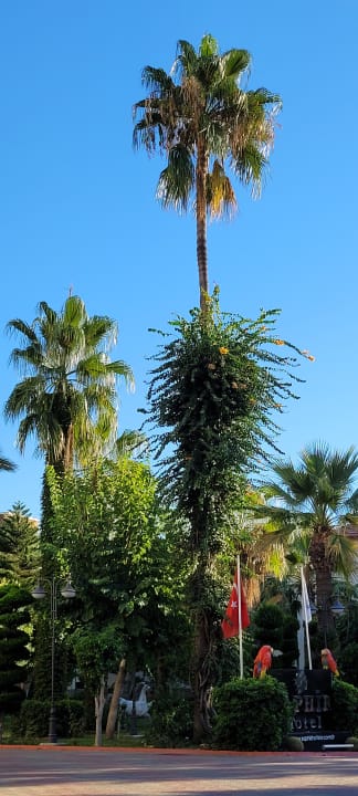 Gartenanlage Saphir Hotel & Villas