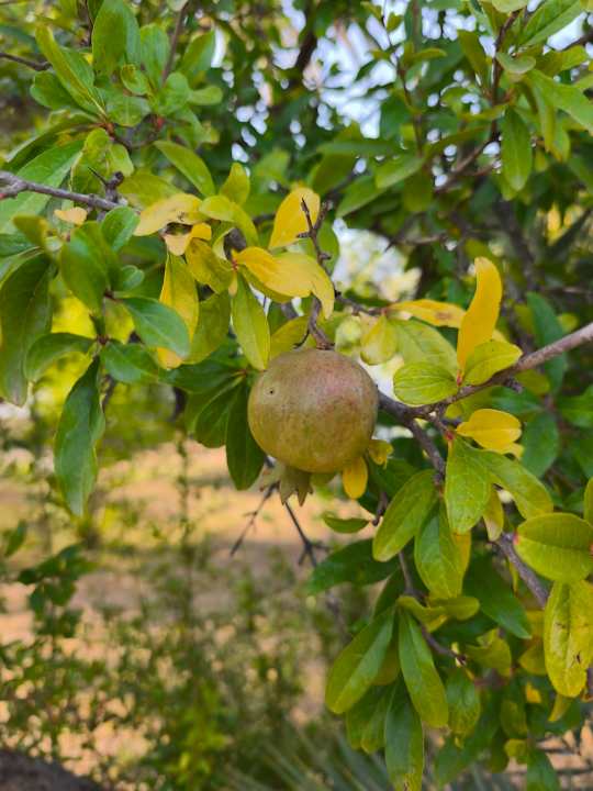 Gartenanlage Shems Holiday Village & Aquapark