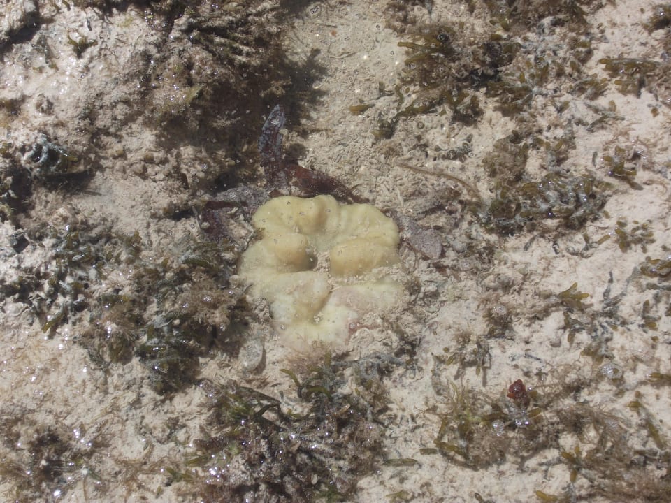 Meer bei Ebbe Hotel Papillon Lagoon Reef