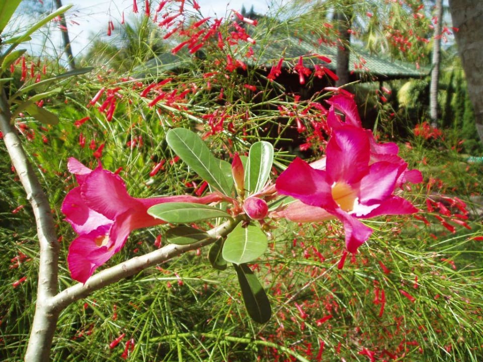 Garden Hotel Candikusuma Beach Villas