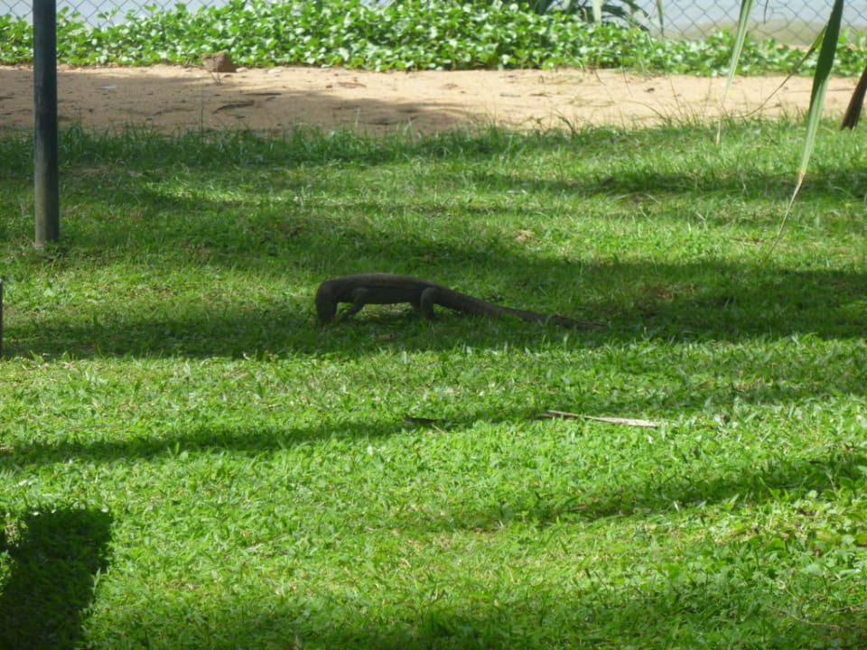 "Haustier" Waran  Mermaid Hotel & Club