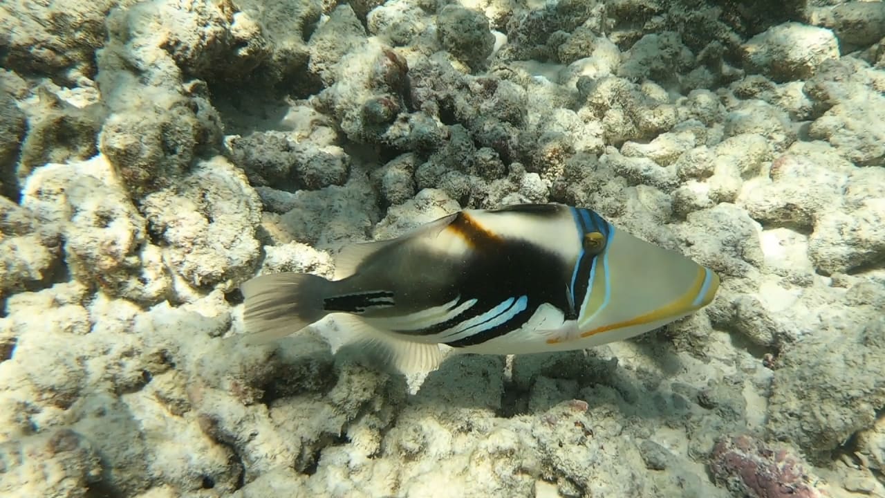 Sport & Freizeit NH Collection Maldives Reethi Resort