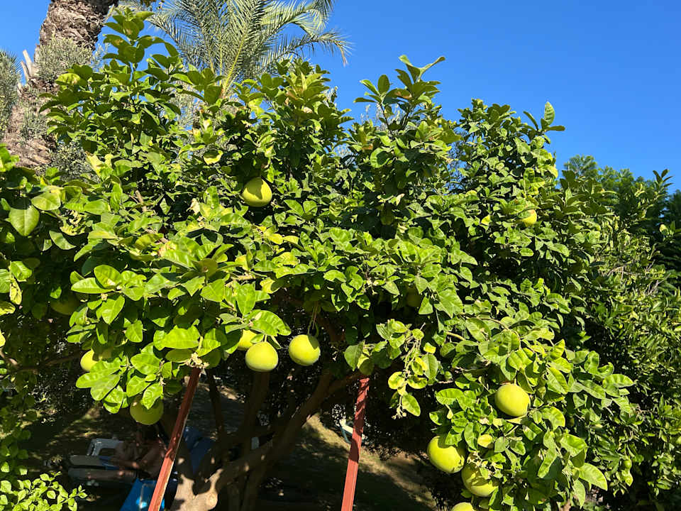 Gartenanlage Sunis Kumköy Beach Resort Hotel & Spa