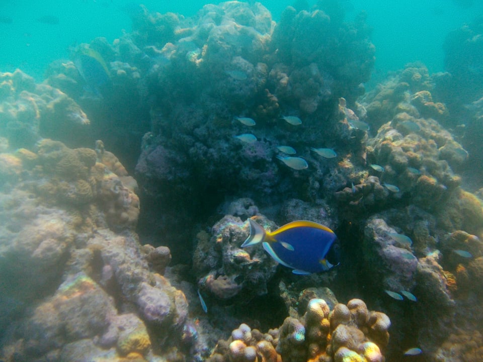 Hakuraa Huraa Lagoon / Reef Cinnamon Hakuraa Huraa Maldives