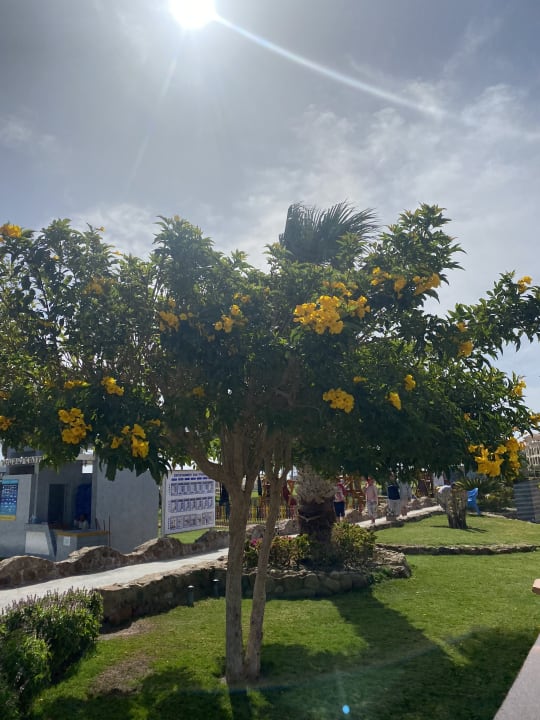 Gartenanlage Pickalbatros Royal Moderna Resort-Sharm El Sheikh
