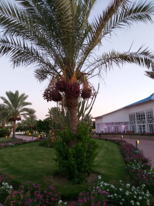 Gartenanlage Desert Rose