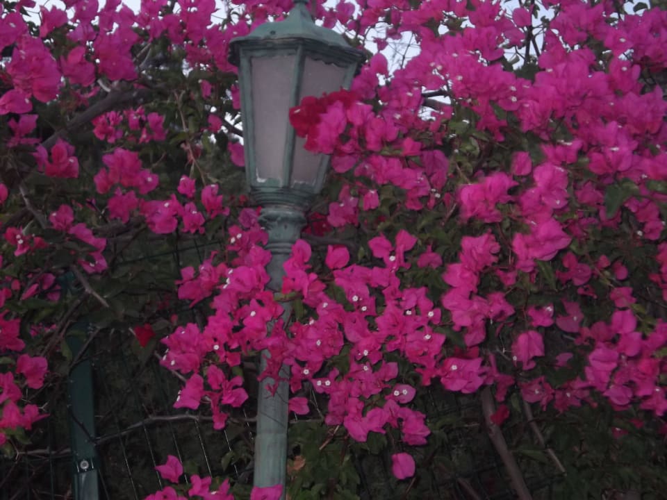 Blumenpracht Bodrum Park Resort