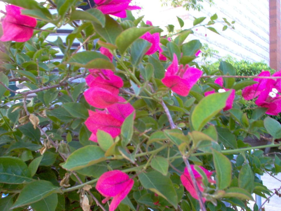 Beautiful flowers in the garden!  AQI Pegasos World