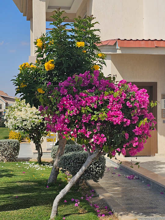 Gartenanlage Pickalbatros Sea World Resort - Marsa Alam