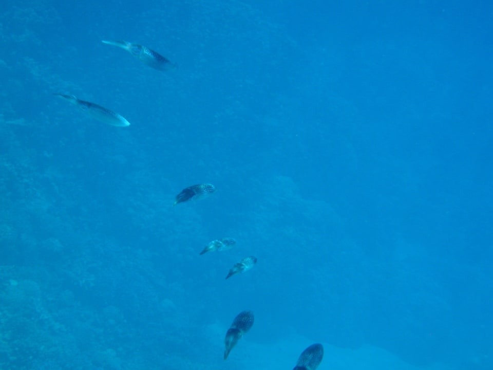 Unterwasserwelt Hotel Gorgonia Beach Resort