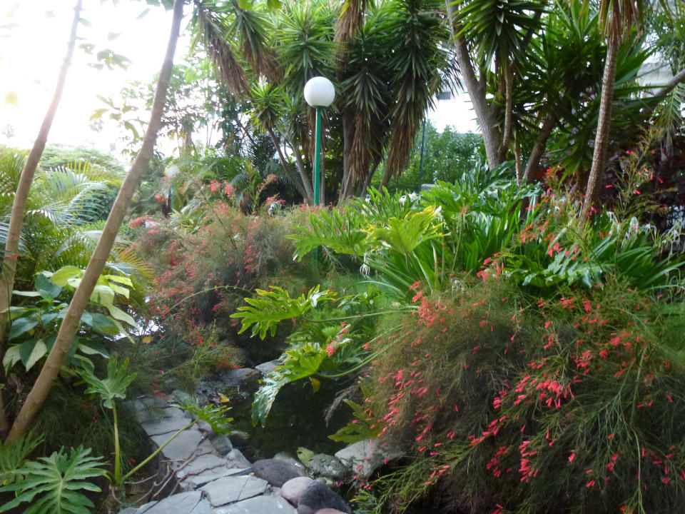 Tropische Pflanzen allsun Hotel Lucana