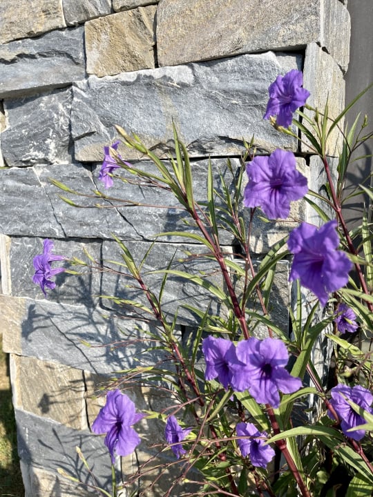 Gartenanlage Jiva Beach Resort