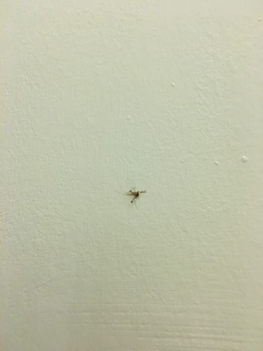 Zimmer Asteria Venus Didim