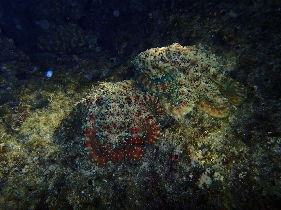 Sport & Freizeit Malikia Resort Abu Dabbab