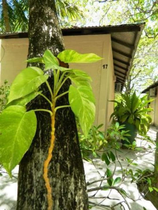 Im Inneren der Insel Summer Island Maldives