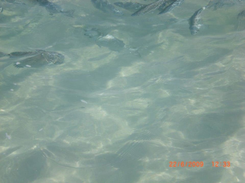 Fische Summer Island Maldives