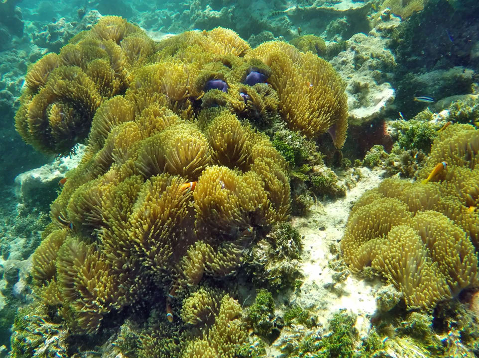 Pracht - Anemonen Garten NH Collection Maldives Havodda Resort