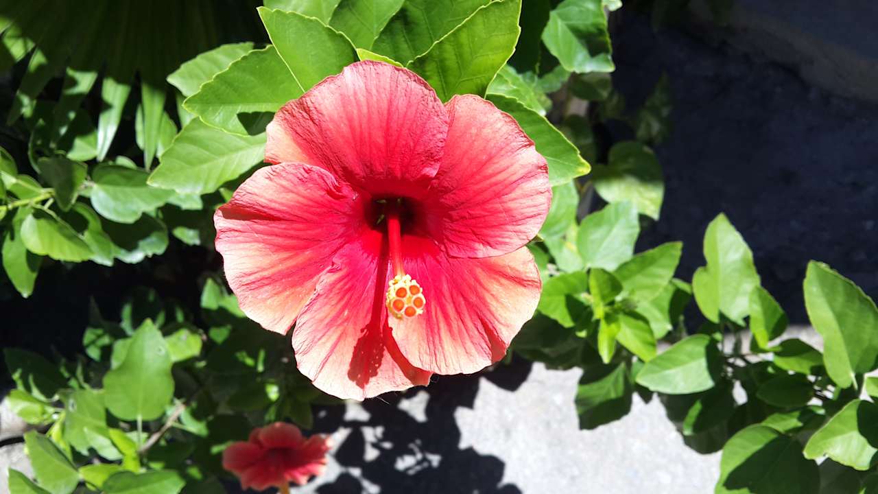 Gartenanlage Woodlawn Villas Koh Tao