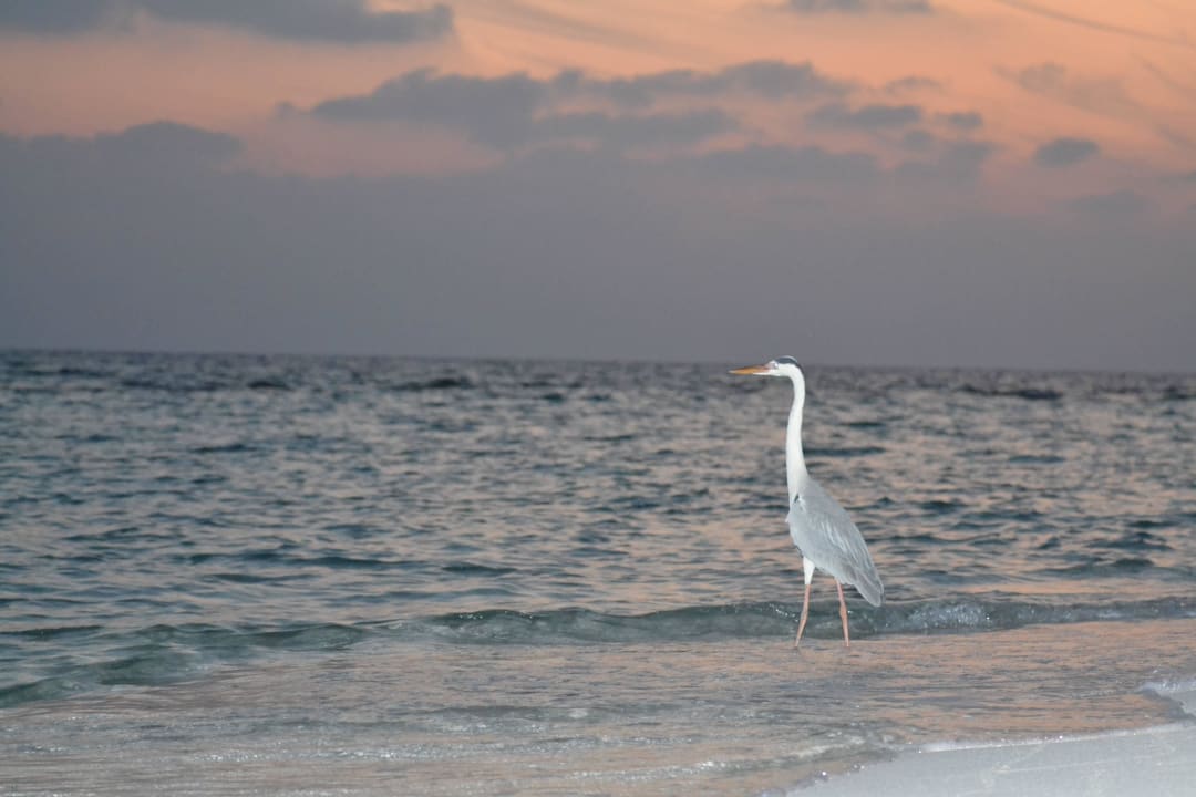 Fischreiher Summer Island Maldives