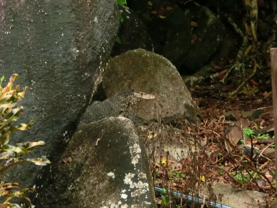 Einer unserer Besucher Perhentian Tuna Bay Island Resort