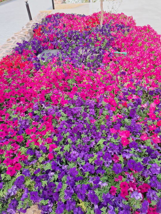 Gartenanlage Three Corners Happy Life Beach Resort