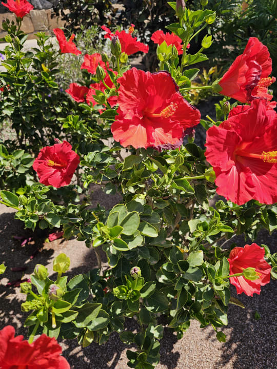 Gartenanlage R2 Pajara Beach