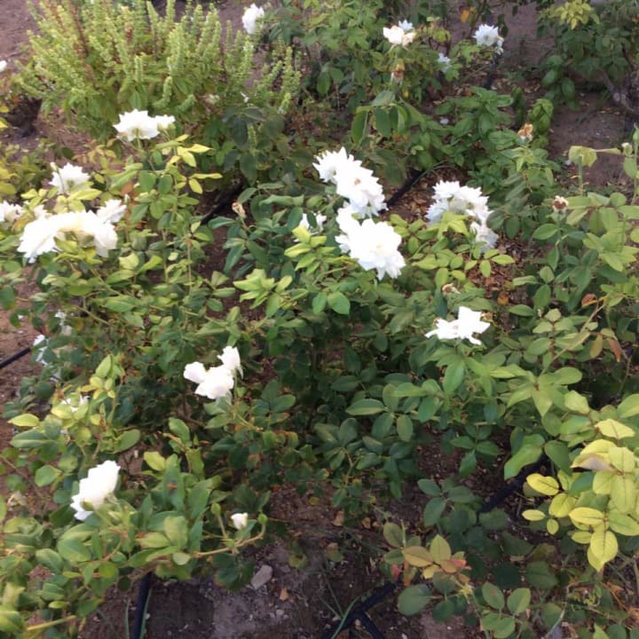 Gartenanlage Fuerte Costa Luz (Fuerte Conil-Resort)