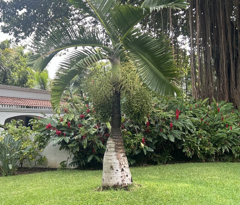 Gartenanlage Mauricia Beachcomber Resort & Spa