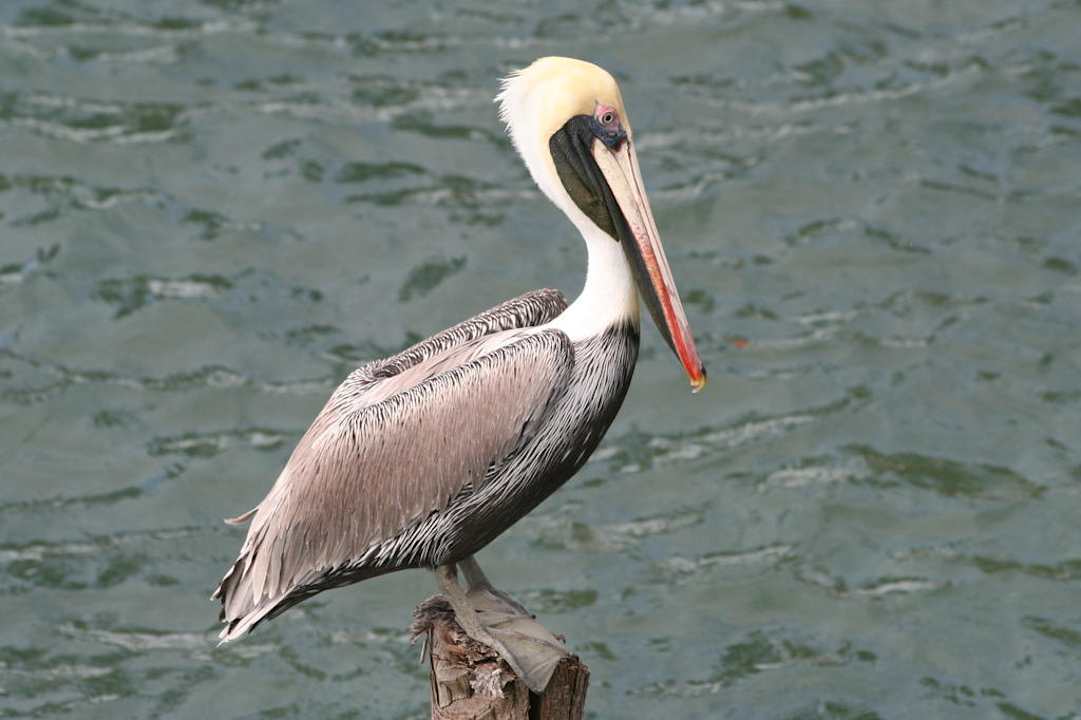 Pelikan Casa Acuario