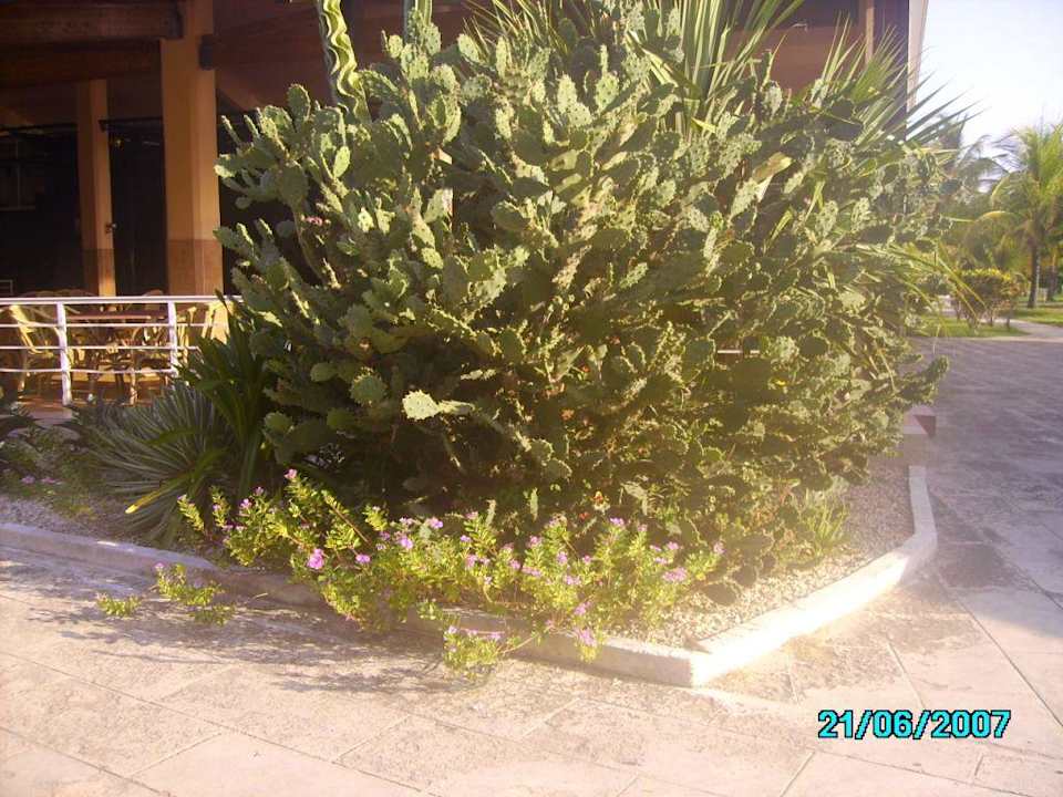 Kaktus bei Theater und Snackbar Sol Hicacos Varadero