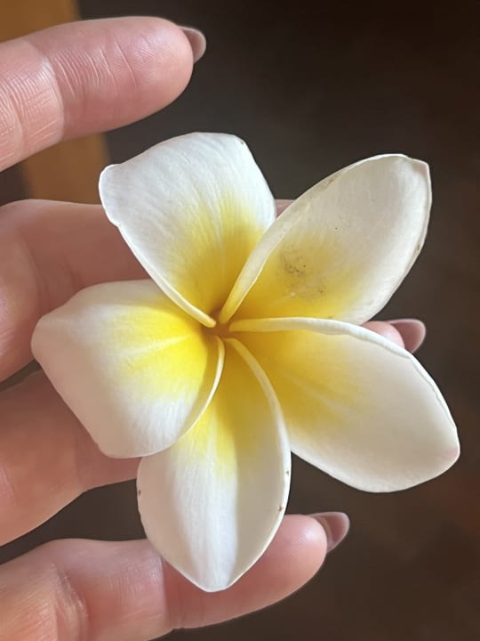 Gartenanlage The Lovina