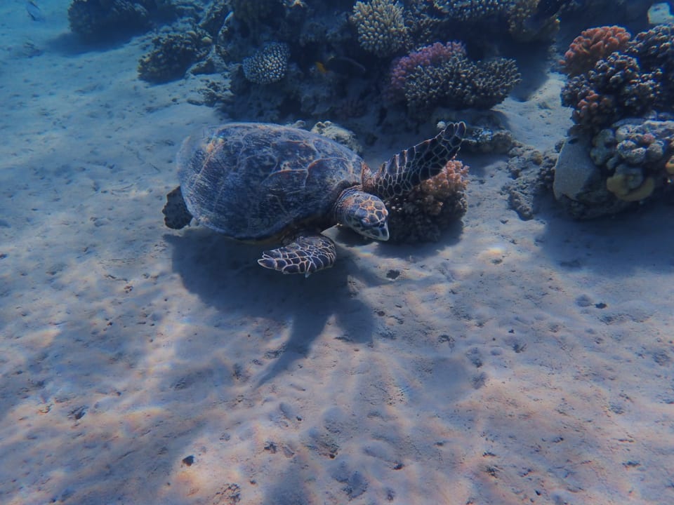 Sport & Freizeit Fort Arabesque Resort, Spa & Villas