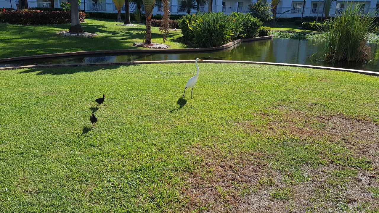Gartenanlage Hotel Riu Ocho Rios