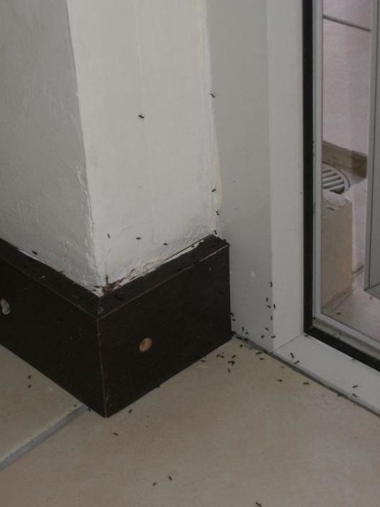 Ameisentempel Hotel Orfeus Park