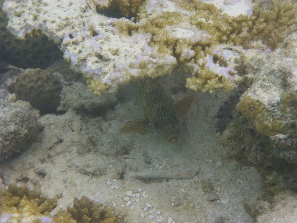 Hausriff Vilamendhoo Island Resort & Spa