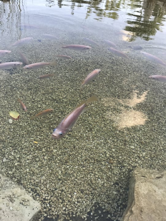 Gartenanlage Secrets Akumal Riviera Maya - Adults only