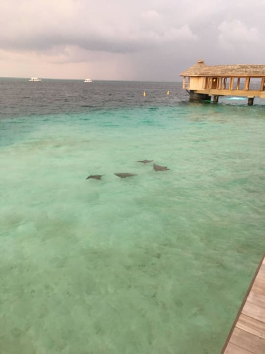 Weg zum aquarium restaurant Hurawalhi Island Resort Maldives