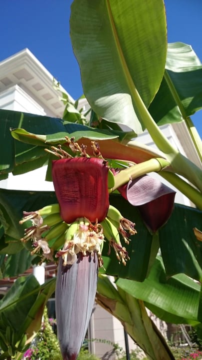 Toller Bananenbaum Kilikya Palace Göynük