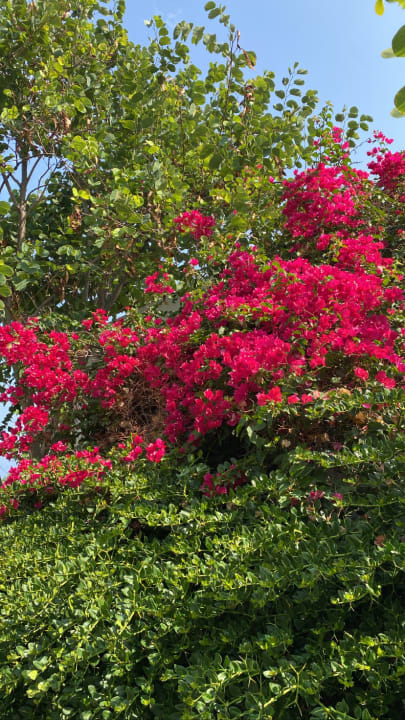 Gartenanlage Acapulco Beach Club & Resort