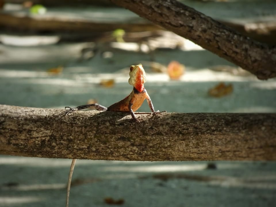 Gartenanlage Adaaran Select Hudhuran Fushi - Premium All Inclusive