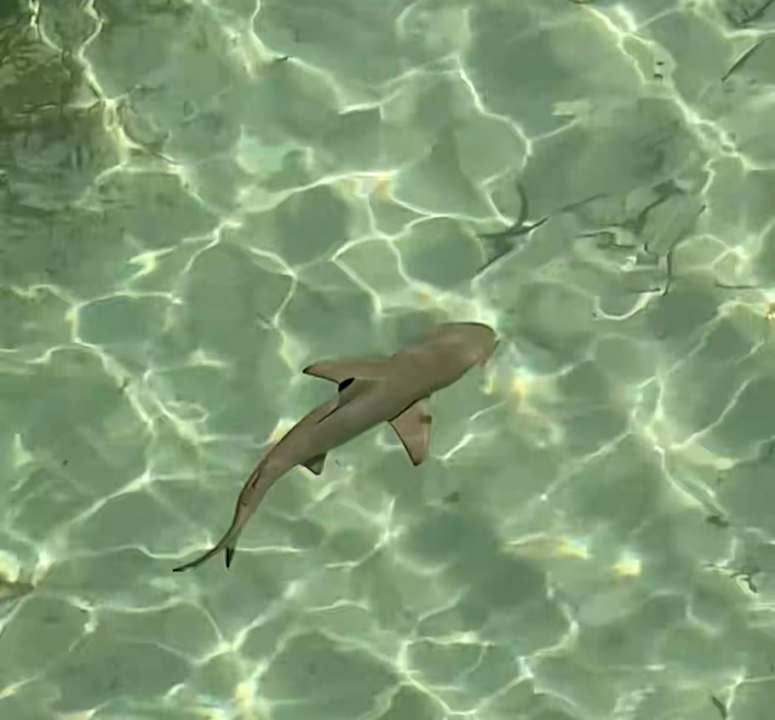 Strand Canareef Resort Maldives