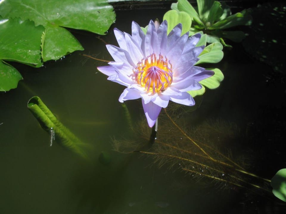 ein Traum! Long Bay Resort Koh Phangan