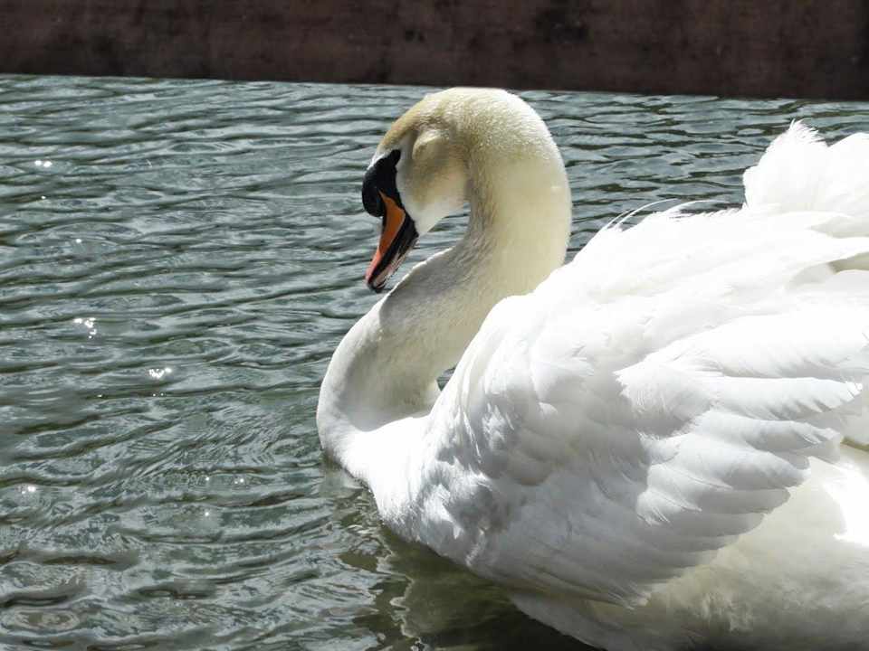 Aggro-Schwan Alphotel Tyrol