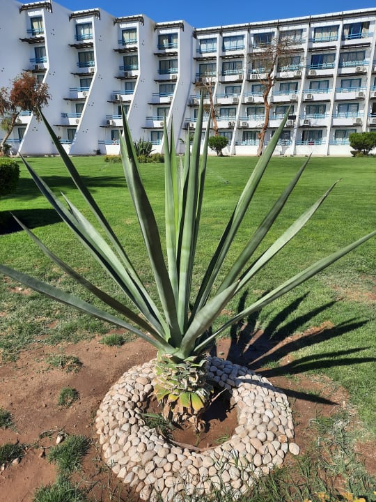 Gartenanlage Shams Safaga Resort