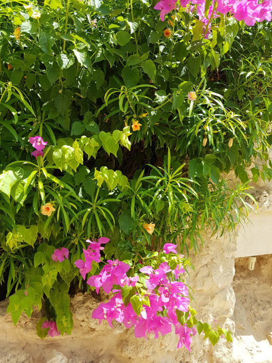 Gartenanlage Pickalbatros Citadel Resort