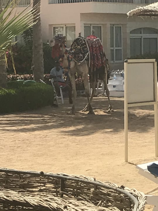 Strand Sea Star Beau Rivage