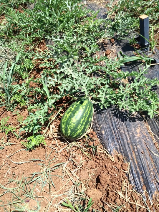 Gartenanlage Mobile Homes Mon Perin