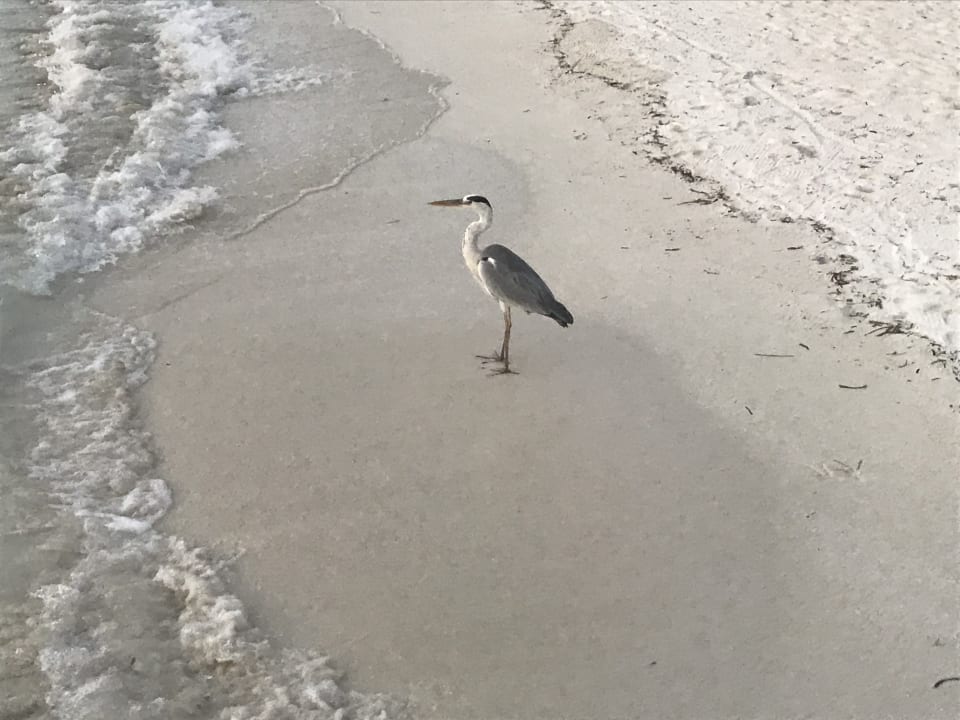 Strand Meeru Maldives Resort Island