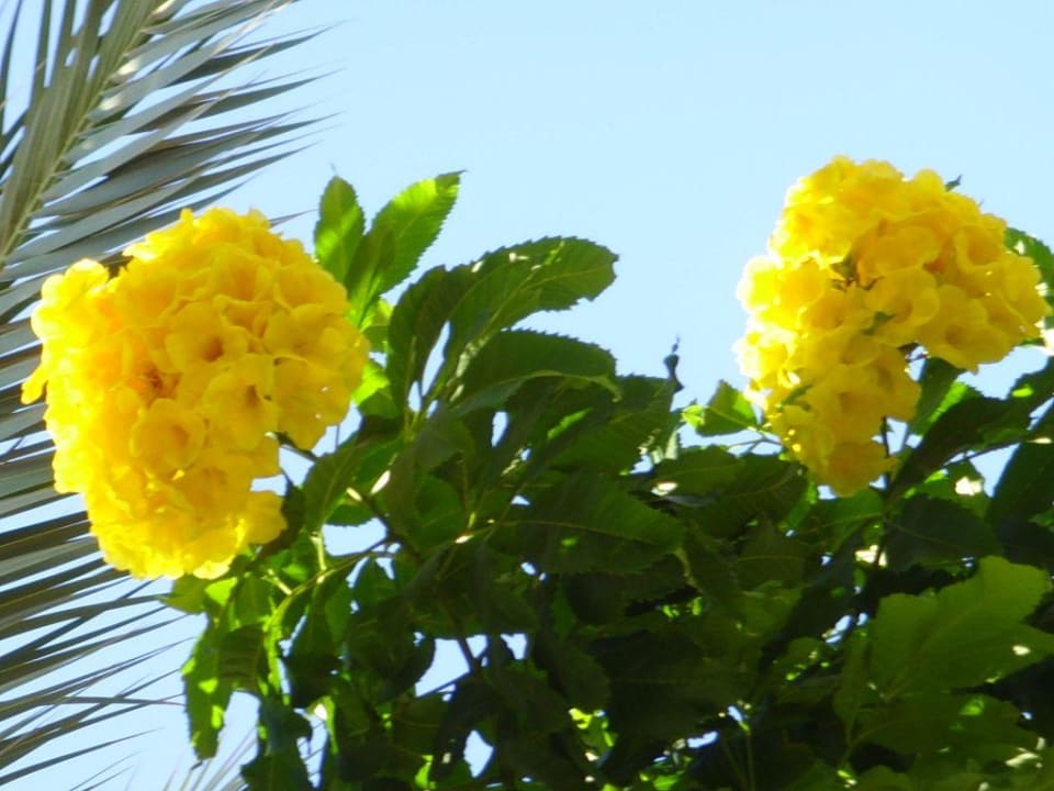 Hotel Four Seasons Resort Four Seasons Resort Sharm El Sheikh