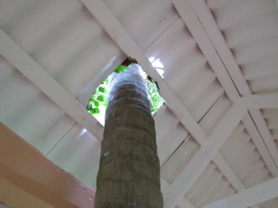 Co było pierwsze? Dach czy palma? Hotel Grand Palladium Palace Resort, Spa & Casino